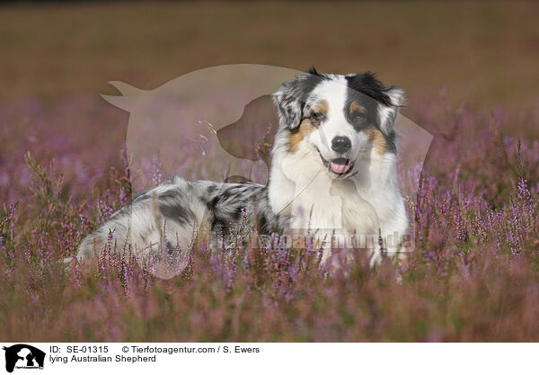 liegender Australian Shepherd / lying Australian Shepherd / SE-01315