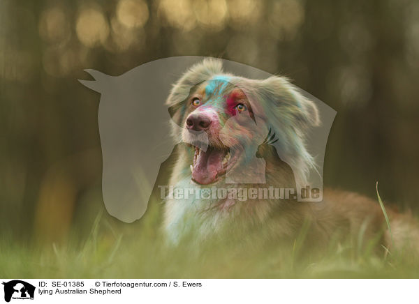 liegender Australian Shepherd / lying Australian Shepherd / SE-01385