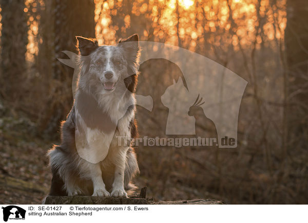 sitzender Australian Shepherd / sitting Australian Shepherd / SE-01427