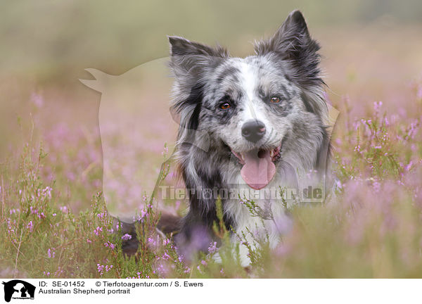 Australian Shepherd Portrait / Australian Shepherd portrait / SE-01452