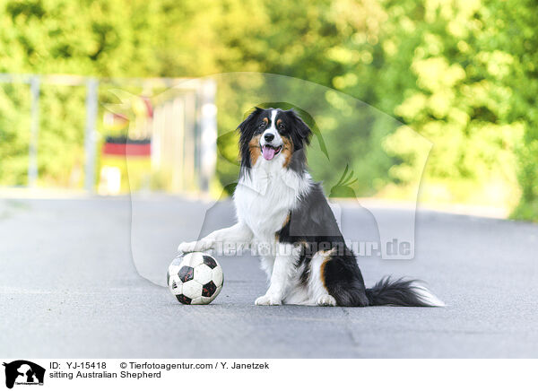 sitzender Australian Shepherd / sitting Australian Shepherd / YJ-15418