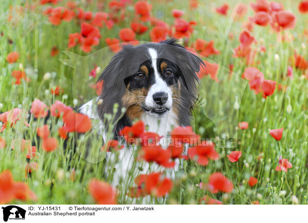 Australian Shepherd portrait / YJ-15431