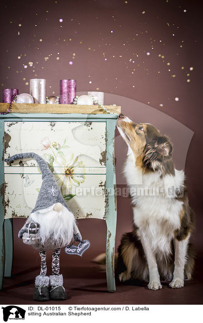 sitzender Australian Shepherd / sitting Australian Shepherd / DL-01015