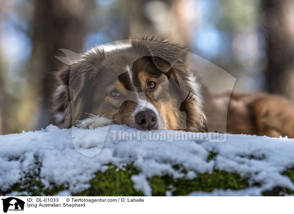 liegender Australian Shepherd / lying Australian Shepherd / DL-01033