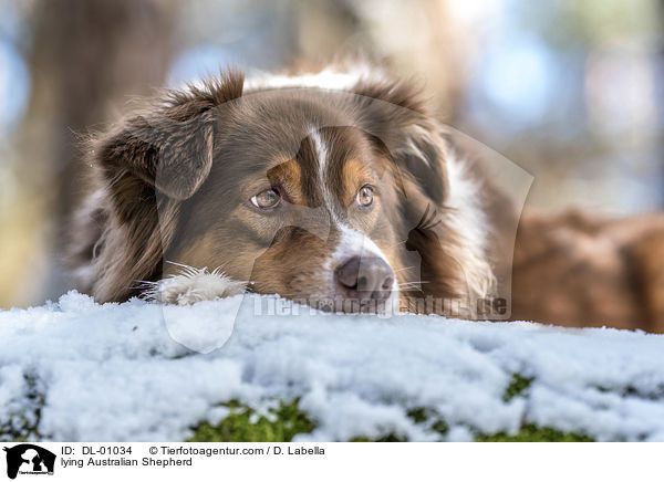 liegender Australian Shepherd / lying Australian Shepherd / DL-01034