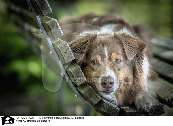 liegender Australian Shepherd / lying Australian Shepherd / DL-01037