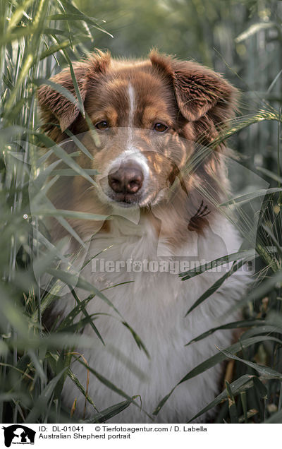 Australian Shepherd Portrait / Australian Shepherd portrait / DL-01041
