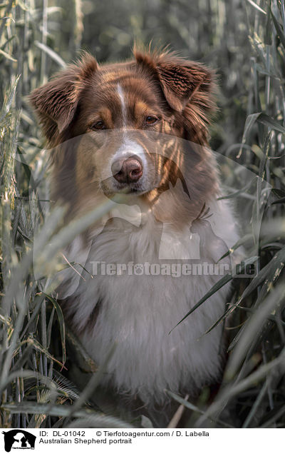 Australian Shepherd Portrait / Australian Shepherd portrait / DL-01042