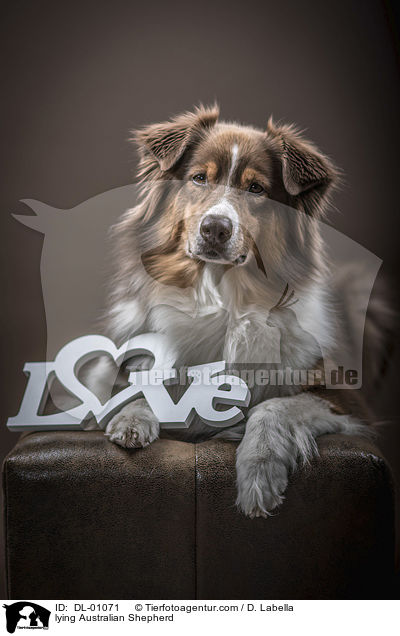 liegender Australian Shepherd / lying Australian Shepherd / DL-01071