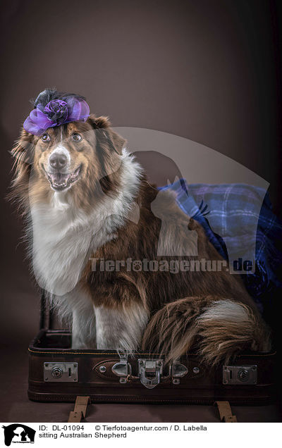 sitzender Australian Shepherd / sitting Australian Shepherd / DL-01094