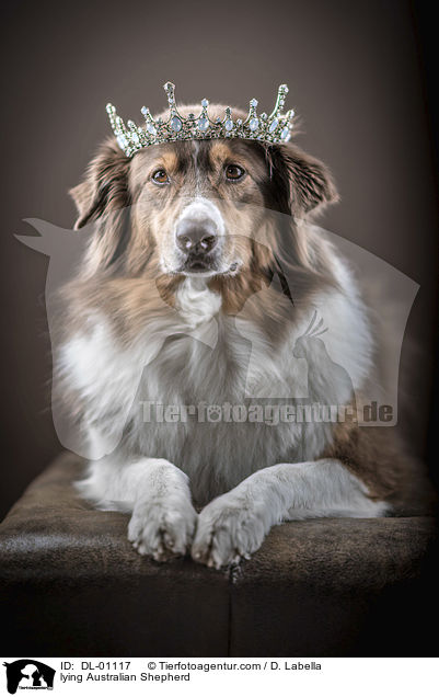 liegender Australian Shepherd / lying Australian Shepherd / DL-01117