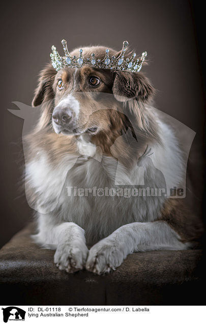 liegender Australian Shepherd / lying Australian Shepherd / DL-01118