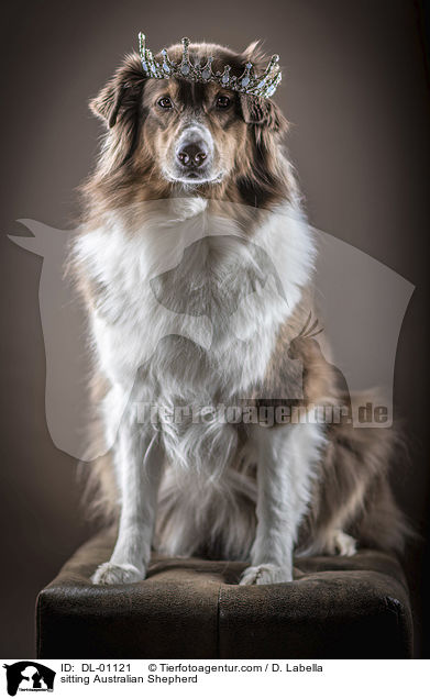 sitzender Australian Shepherd / sitting Australian Shepherd / DL-01121