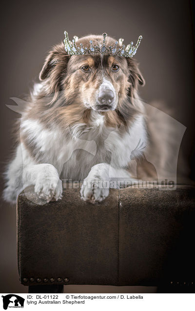 liegender Australian Shepherd / lying Australian Shepherd / DL-01122