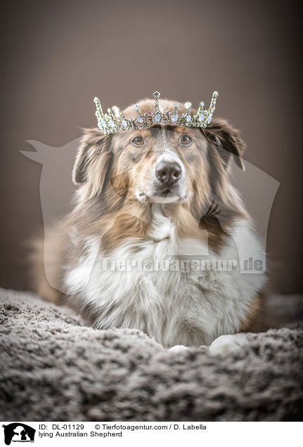 liegender Australian Shepherd / lying Australian Shepherd / DL-01129