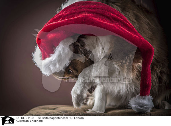 Australian Shepherd / Australian Shepherd / DL-01138