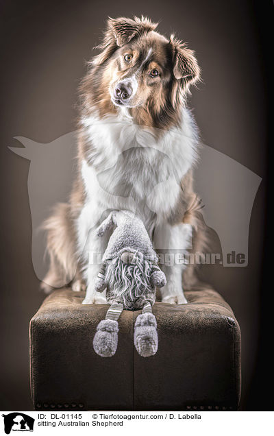 sitzender Australian Shepherd / sitting Australian Shepherd / DL-01145