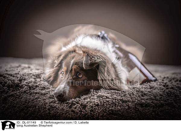 liegender Australian Shepherd / lying Australian Shepherd / DL-01149