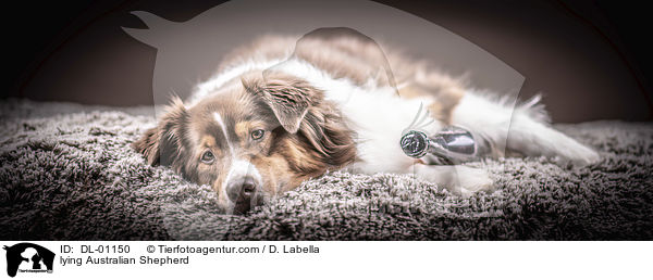 liegender Australian Shepherd / lying Australian Shepherd / DL-01150