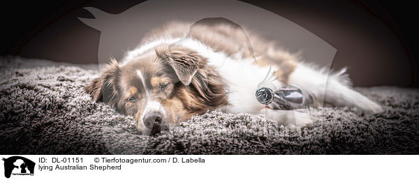liegender Australian Shepherd / lying Australian Shepherd / DL-01151