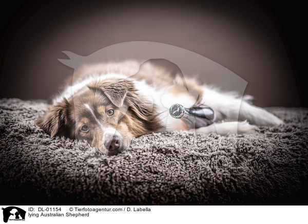 liegender Australian Shepherd / lying Australian Shepherd / DL-01154