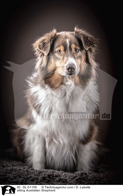 sitzender Australian Shepherd / sitting Australian Shepherd / DL-01156