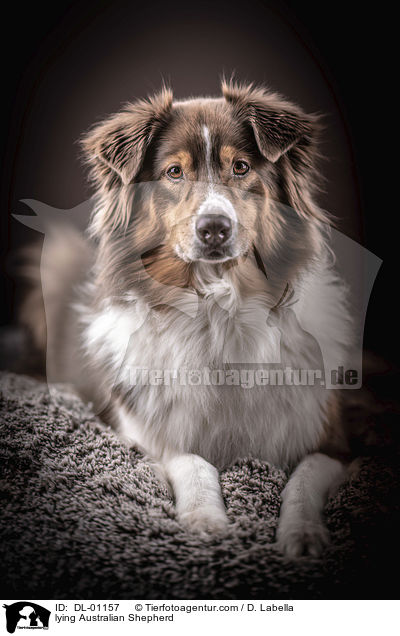 liegender Australian Shepherd / lying Australian Shepherd / DL-01157