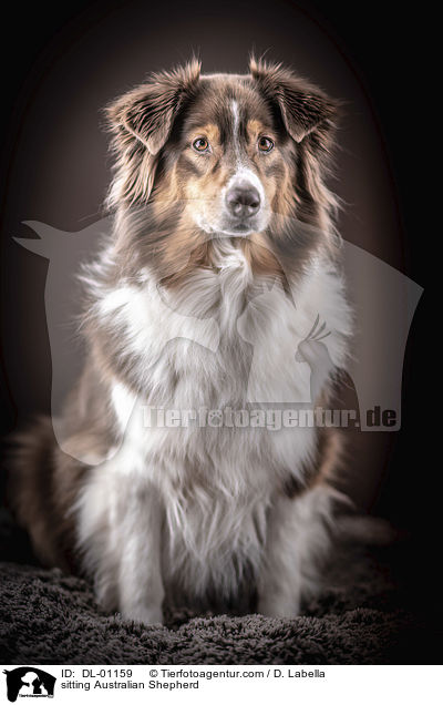 sitzender Australian Shepherd / sitting Australian Shepherd / DL-01159