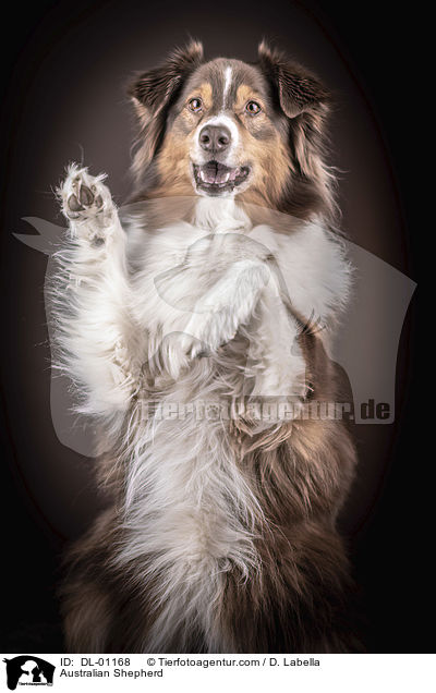 Australian Shepherd / Australian Shepherd / DL-01168