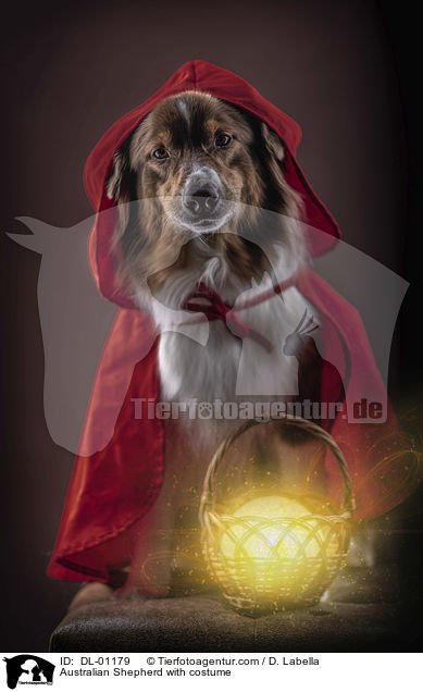 Australian Shepherd mit Kostm / Australian Shepherd with costume / DL-01179