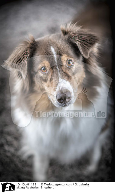 sitzender Australian Shepherd / sitting Australian Shepherd / DL-01183