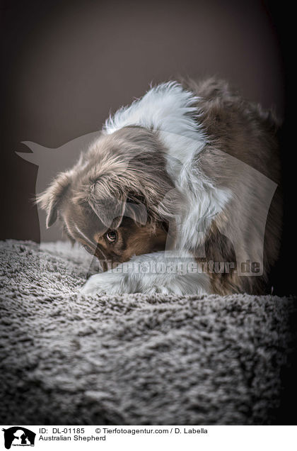 Australian Shepherd / Australian Shepherd / DL-01185