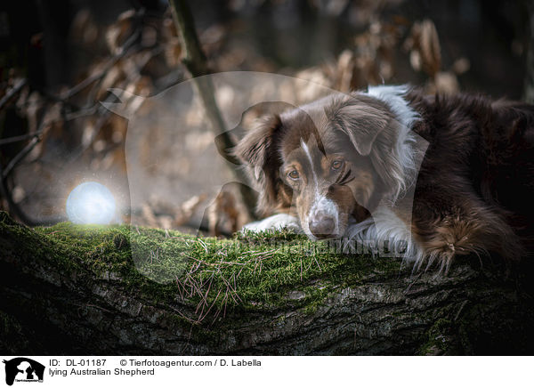 liegender Australian Shepherd / lying Australian Shepherd / DL-01187