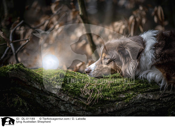 liegender Australian Shepherd / lying Australian Shepherd / DL-01189