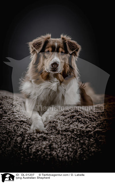 liegender Australian Shepherd / lying Australian Shepherd / DL-01207