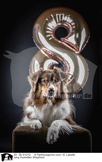 liegender Australian Shepherd / lying Australian Shepherd / DL-01212