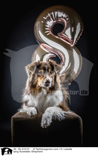 liegender Australian Shepherd / lying Australian Shepherd / DL-01213