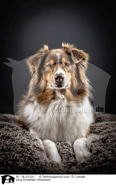liegender Australian Shepherd / lying Australian Shepherd / DL-01221