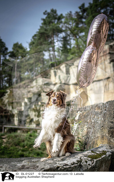 Australian Shepherd macht Mnnchen / begging Australian Shepherd / DL-01227