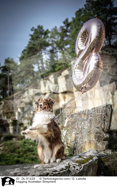 Australian Shepherd macht Mnnchen / begging Australian Shepherd / DL-01229