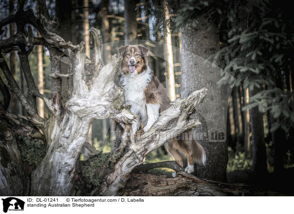 stehender Australian Shepherd / standing Australian Shepherd / DL-01241