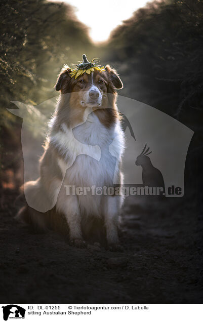 sitzender Australian Shepherd / sitting Australian Shepherd / DL-01255