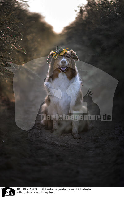 sitzender Australian Shepherd / sitting Australian Shepherd / DL-01263