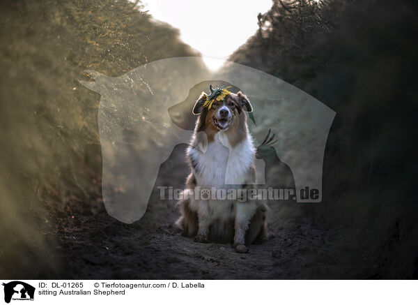 sitzender Australian Shepherd / sitting Australian Shepherd / DL-01265