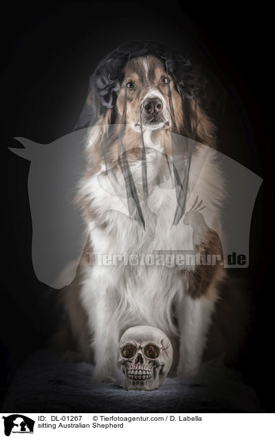 sitzender Australian Shepherd / sitting Australian Shepherd / DL-01267