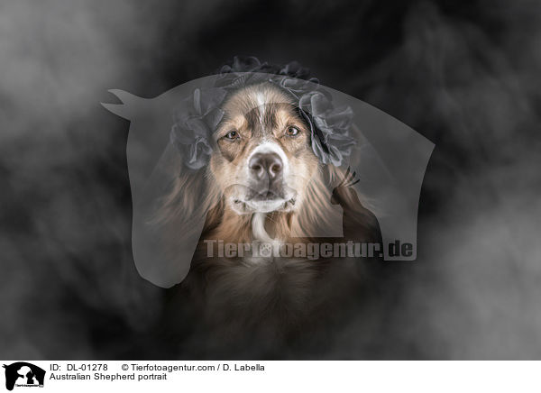 Australian Shepherd portrait / DL-01278
