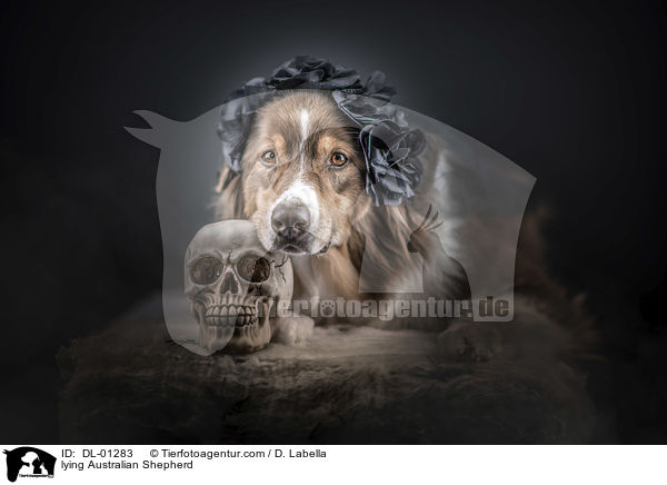 liegender Australian Shepherd / lying Australian Shepherd / DL-01283