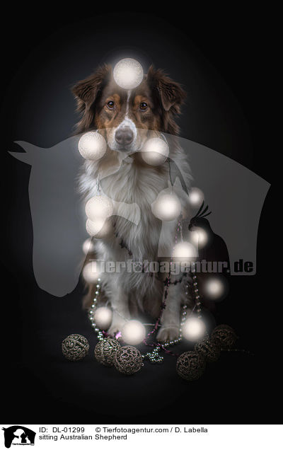 sitzender Australian Shepherd / sitting Australian Shepherd / DL-01299