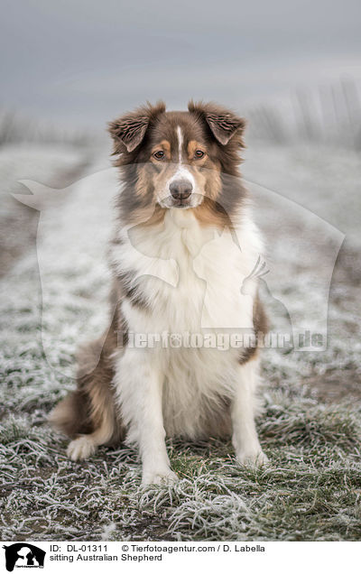 sitting Australian Shepherd / DL-01311