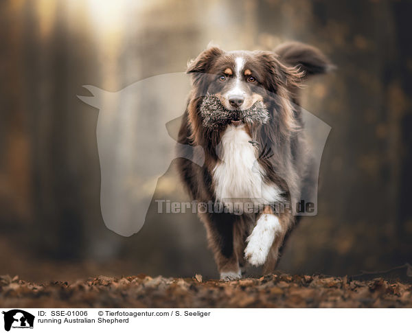 rennender Australian Shepherd / running Australian Shepherd / SSE-01006